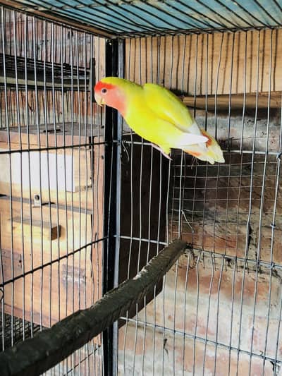 Common lotino breeder male for sale