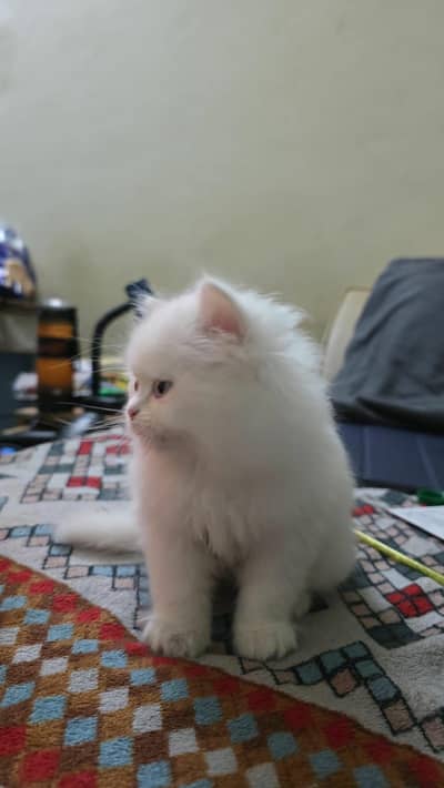 male persian kitten (triple COAT semi punched face)