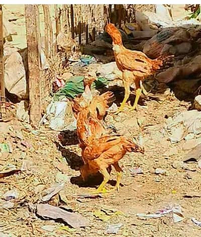 Ghar ke pale hue asil Patel