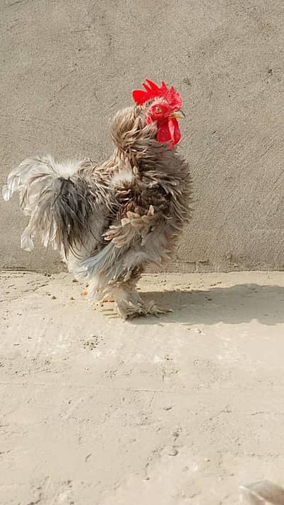 Buntam / Frizzle Buntam and silki Chicks and Eggs available .