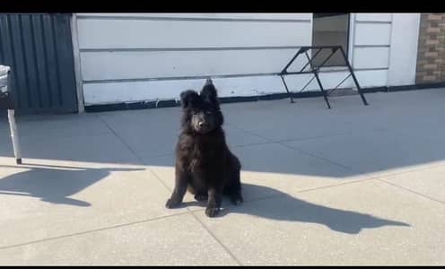 Black German shepherd long coat female