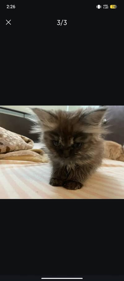 Persian male kitten for sale age 3 months