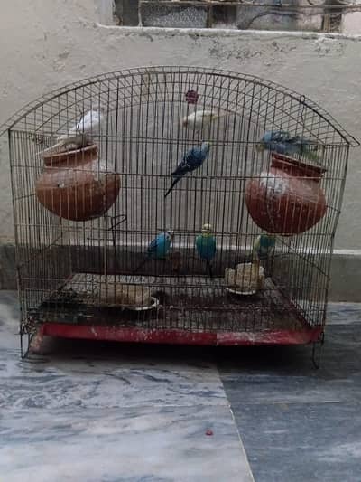 Australian parrots 8 pcs with large cage