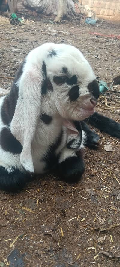 goat kids beetal nagra