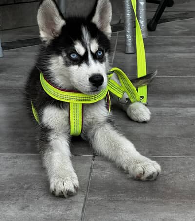 Siberian husky for sale