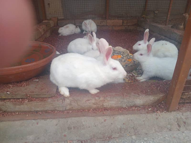 Rabbits 3