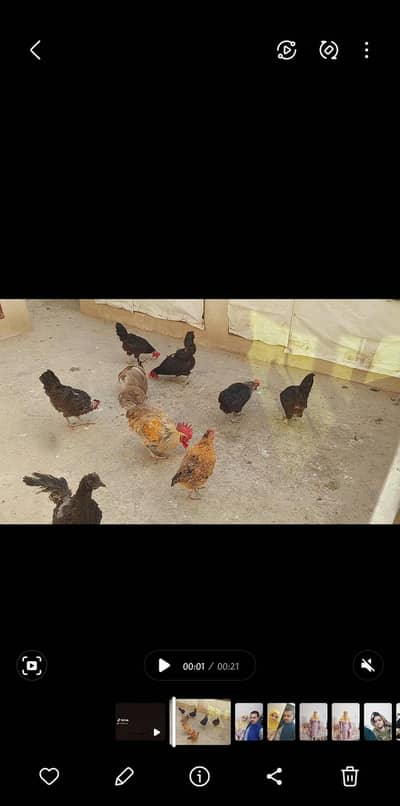 Golden Misri Hens for sale