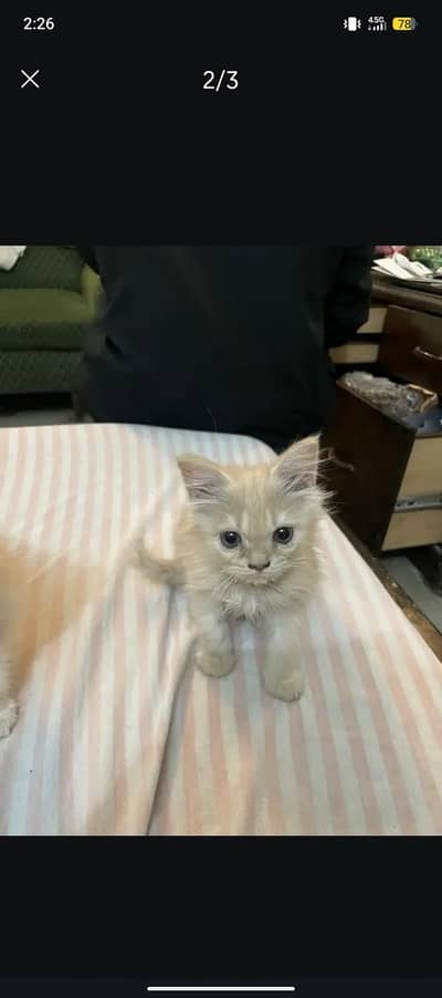 Pure breed white Male Persian kitten for sale