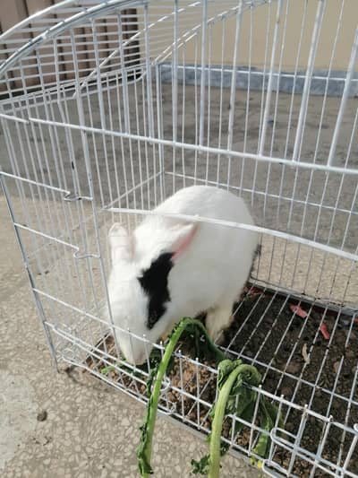 white Oreo rabbit for sale