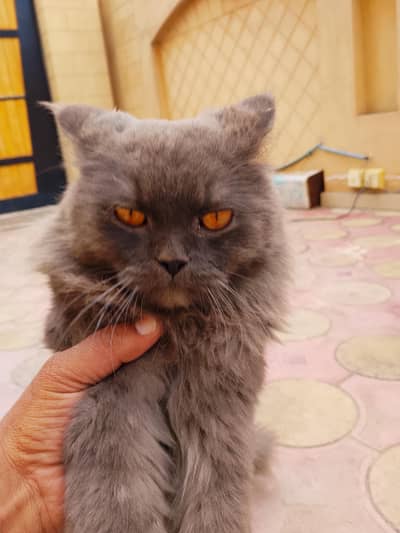Persian cat