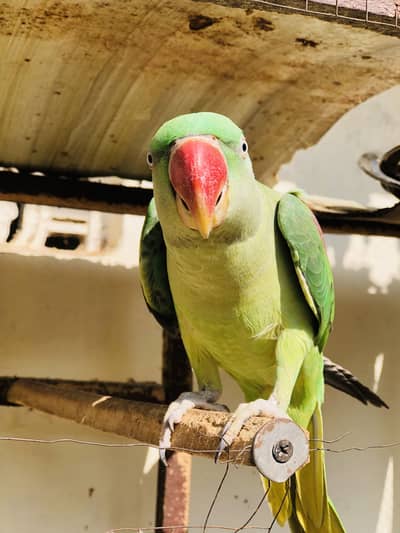 Kashmiri raw female breeder