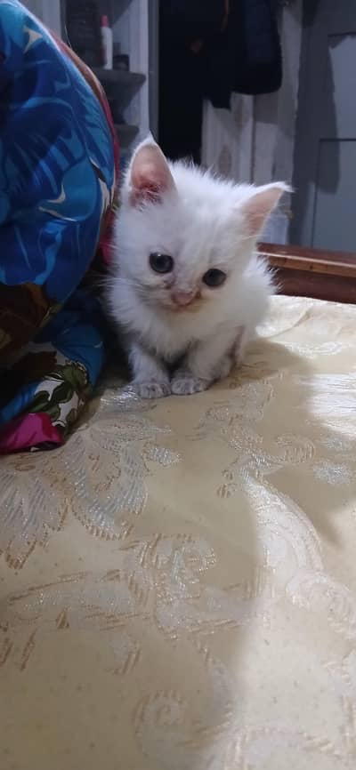 pure white kitten