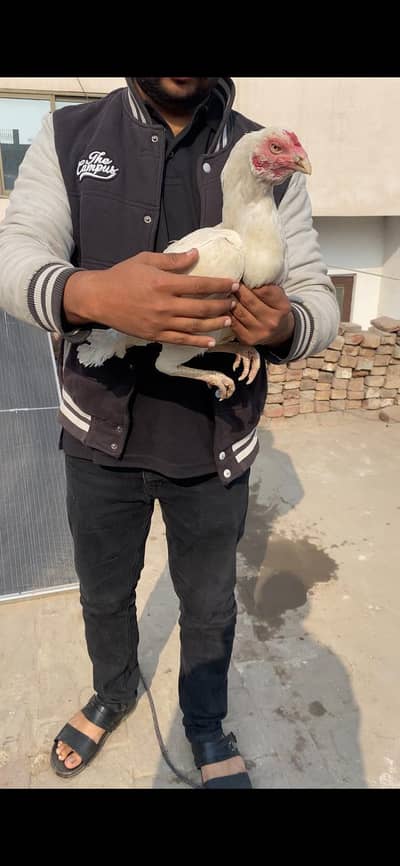 heere Madi with 6 chicks