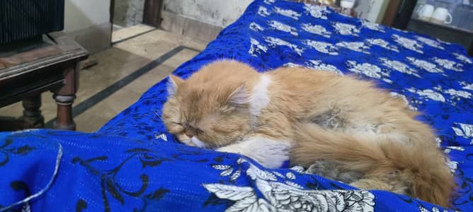 Persian Kitten Punch Face Cat