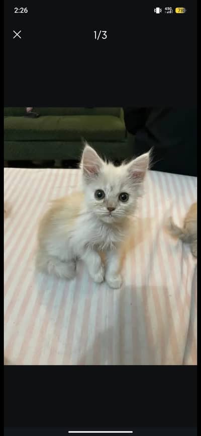 Pure breed persian male white kitten for sale