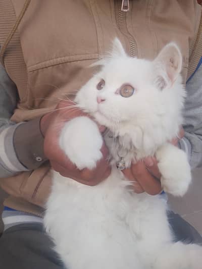 Persian Kitten For Sale (Urgent)