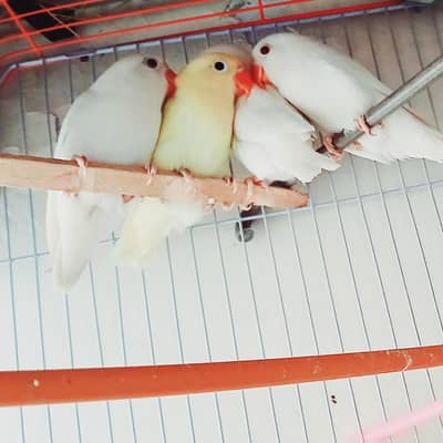 lovebirds