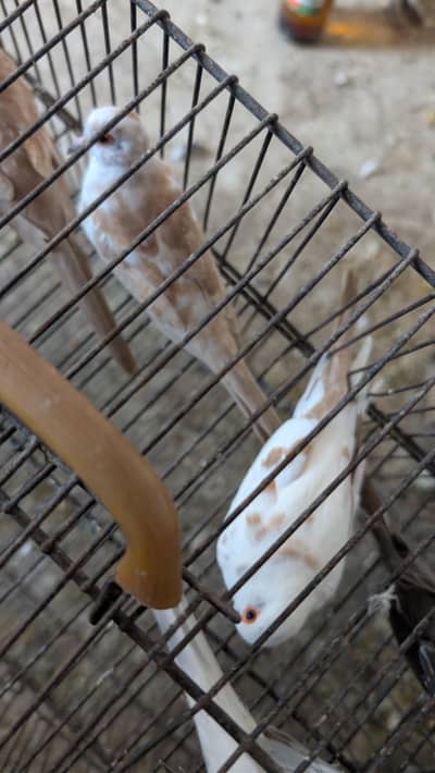 Some rare doves  for sale