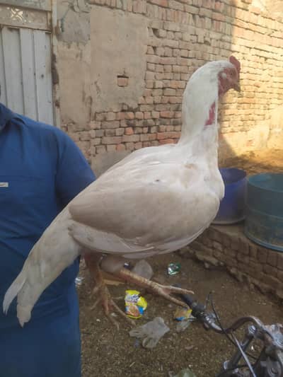 pure paper white Heera minawali  murga for sale