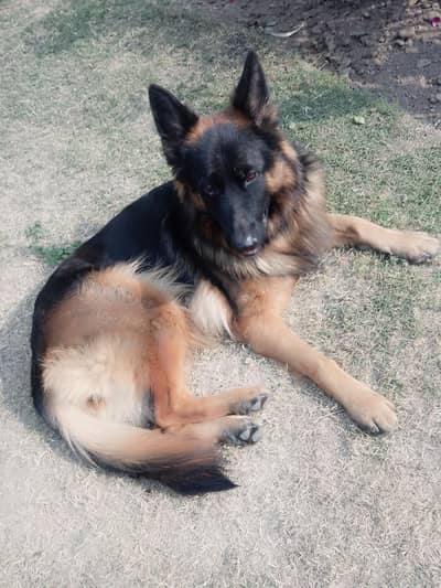 Required stud of ( black Gsd) for female German shepherd in fsd