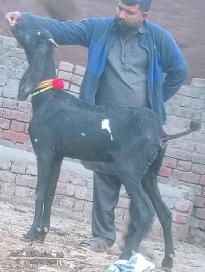 Beetal Gabn path sale