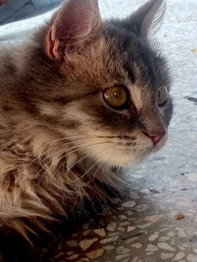 Grey persian female cat