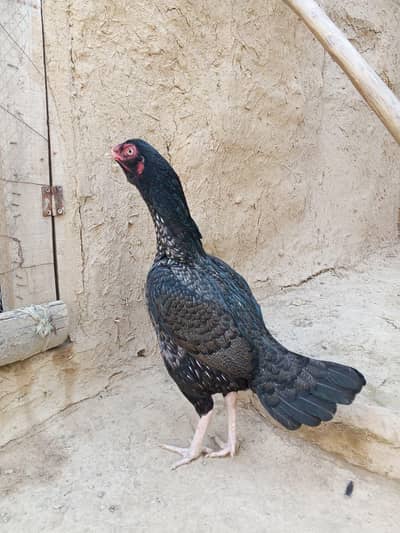 hight quality galmi madi for sale