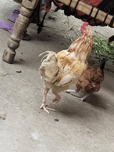 Desi egg laying pair for sale Ghr ka Palay hua hn full active ha