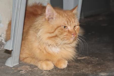 Full Fluffy Long Hair Persian male Cat