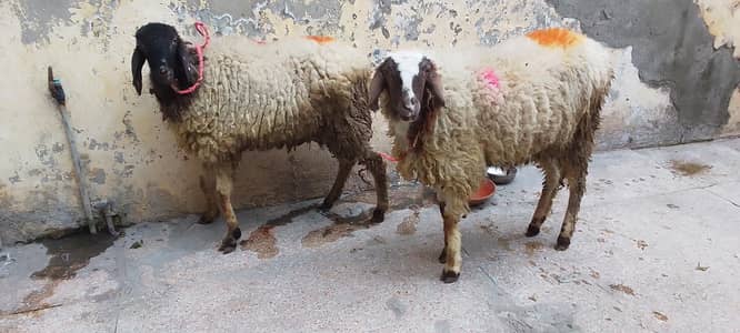 Qurbani Goat | Bakra | Sheep | Chatra 03234676844