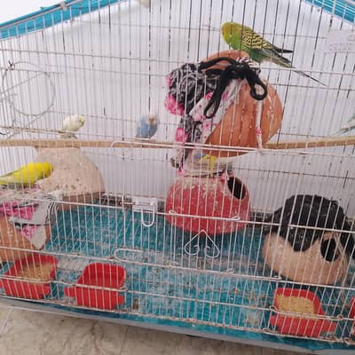 Austilian Pair 5 adad