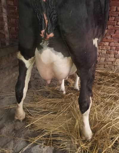 Friesian cross breed cow.