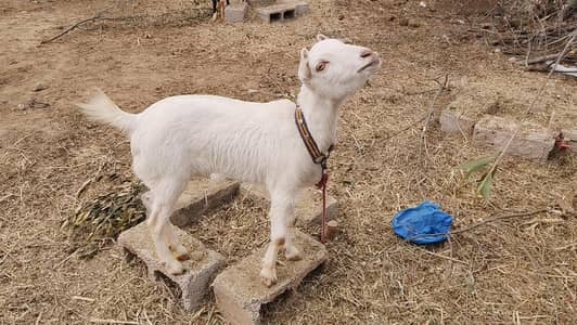 Pure Russian tedi female