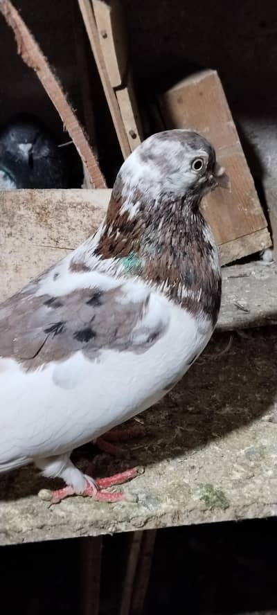 sharazi  pigeons
