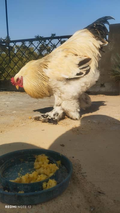 light Columbian Brahman