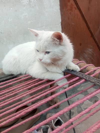 Beautiful White Persian Cat Available