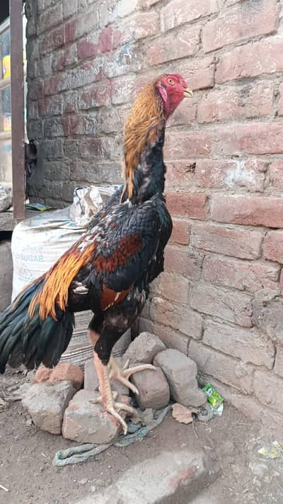 Jarman shamo ( urgent for sale)