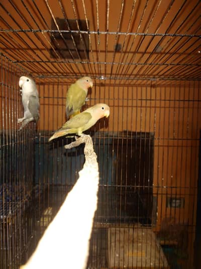 Rosicoli lovebird red hood opaline split lutino 3 piece  and mauve mal