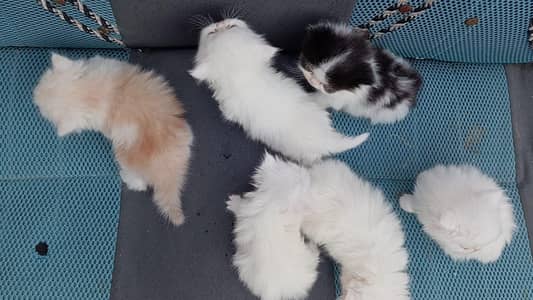 Persian Kittens
