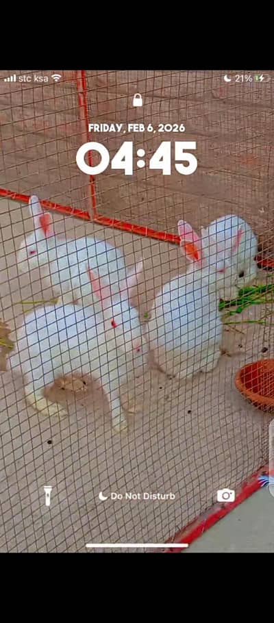 red eye rebit for sale