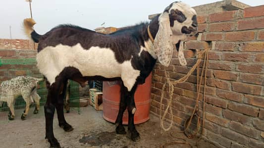 Male Goat | Bkra | Beetal Goat | Nagra Goat | 6 dant  | بکرا | Goat