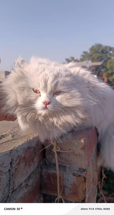 persian male cat for sale