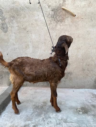 قربانی والا ٹیڈی بکرہ گھر کا پلا ہوا۔03067901675