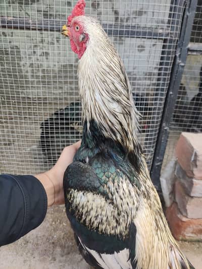 Aseel top quality pairs