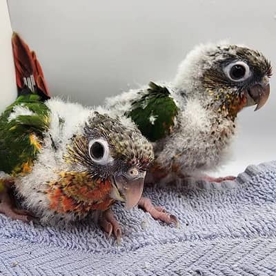 Green Cheek Conure Chick's For Sale