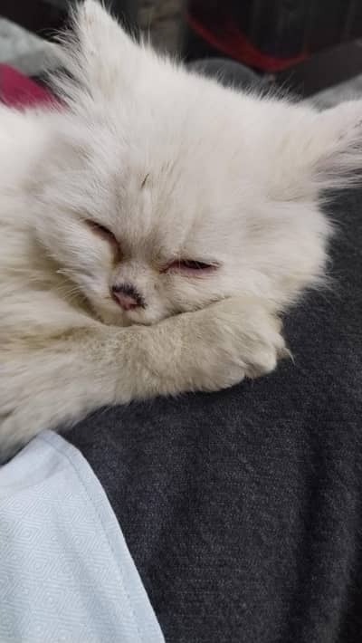 A well trained Russian cat