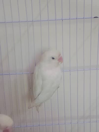 lovebird or budgies For SeLL