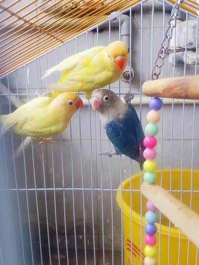 lovebird or budgies For SeLL