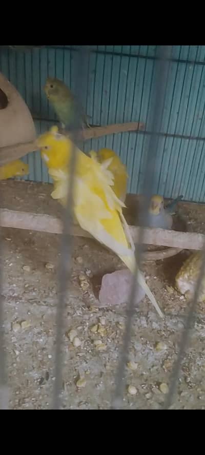 Urgent sale 03132613326