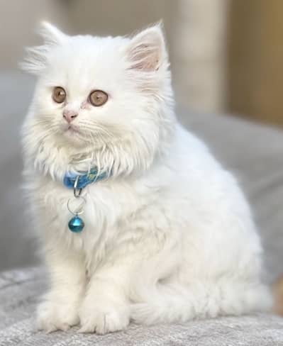 Persian kitten